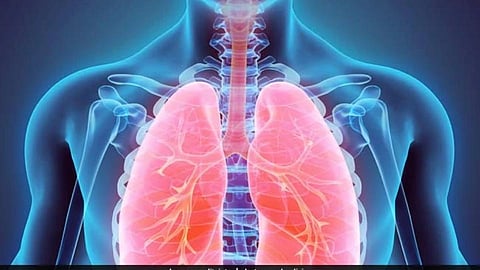 Lungs