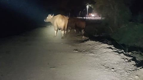 दानोळीत नदी परिसरात दोन गव्यांचे दर्शन