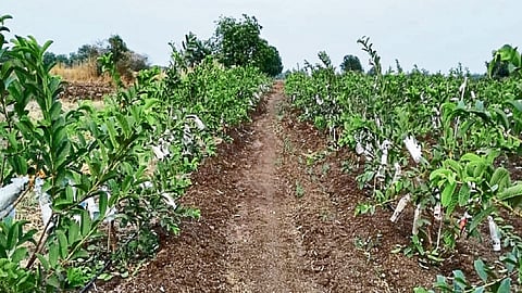 कदेर (ता. उमरगा) : पेरूची बाग.