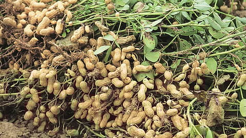 Groundnut