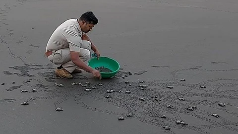 कोकणात दुर्मिळ ऑलिव्ह रिडले कासवांचे संवर्धन