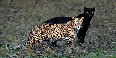 'तो' बिबट्या करतोय नागपूर दर्शन; महाराजबागेची केली सफर