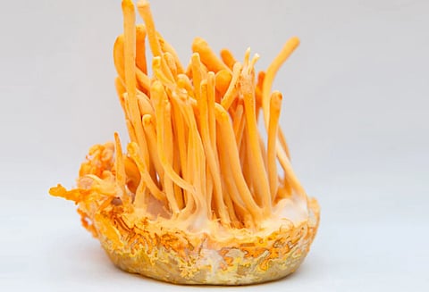 गुजरात पॅटर्न; तयार केला दीड लाखांचा मशरुम