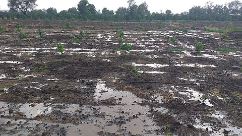 निपाणी (ता.औरंगाबाद) : परिसरात रोहिणी नक्षत्राच्या पावसाने जोरदार हजेरी लावल्याने शेतात तुंबलेले पाणी. (छायाचित्र: दिनेश शिंदे)