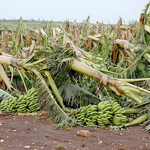 Banana Loss