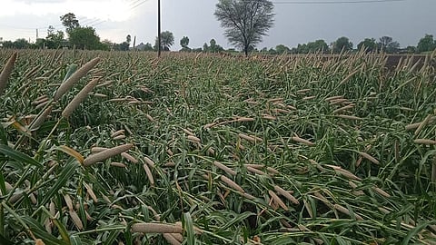 बाजारसावंगी (ता.खुलताबाद, जि.औरंगाबाद) : शिवारात वादळी वाऱ्याने उन्हाळी बाजरीचे पीक आडवे झाल्याने शेतकऱ्याचे नुकसान झाले.