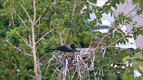 crow nest