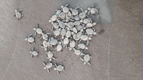 Photo Story: निसर्गाच्या कुशीत वसलेले कासवांचे गाव ' वेळास '