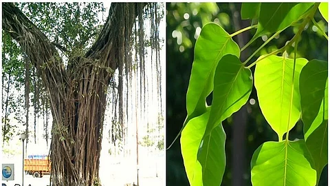 baniyan tree