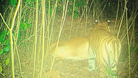 सह्याद्रीच्या रांगांमध्ये वाघाची डरकाळी; ट्रॅप कॅमेऱ्यामध्ये वाघाची शिकार क्लिक
