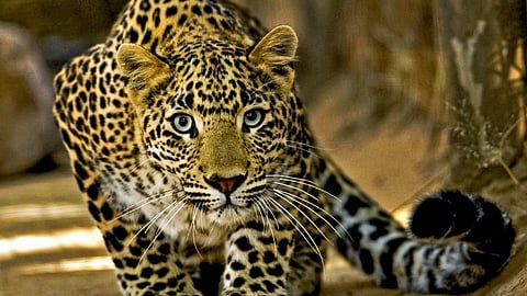 leopard