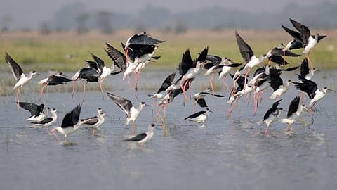 कडक उन्हाळ्यातही..परदेशी पक्ष्यांनी वाढविला मुक्काम !