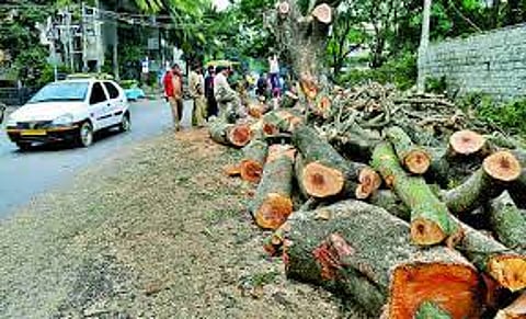 वृक्षतोड