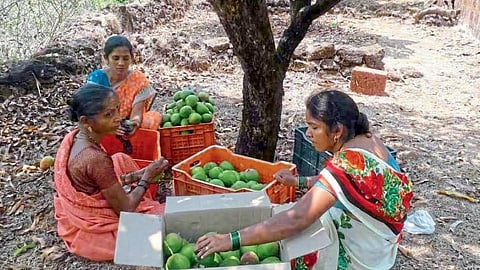 दिल्लीतही राज्य करतो, देवगडचा राजा; महिलांचा प्रयोग यशस्वी