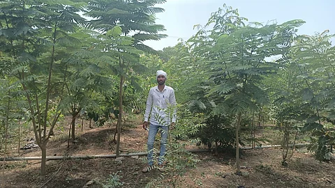 tree