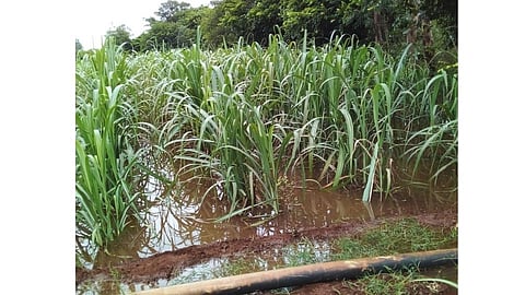 Tauktae Cyclone Effect : ऊस, सुर्यफूलासह उन्हाळी भाताला फटका