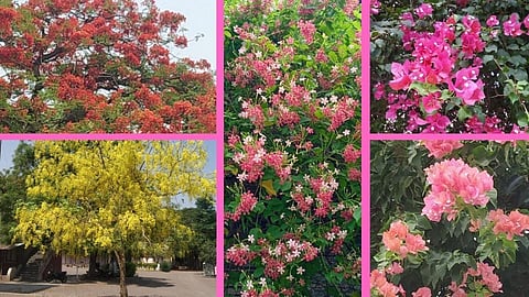 Flowers