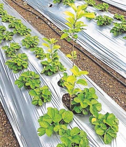 श्रीगोंद्यात सफरचंद