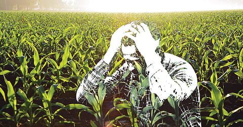 farmer