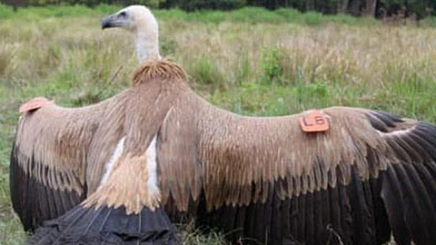 griffon vulture