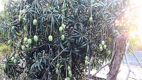 तुळजापूर (जि.उस्मानाबाद) : शेतातील केशर आंब्याची बाग.