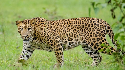 leopard