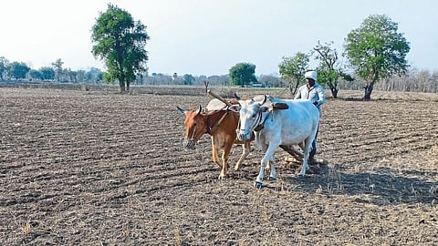 काय करावे, कशी करावी शेती दादा; जगणे म्हणजे आमुचे निव्वळ माती दादा