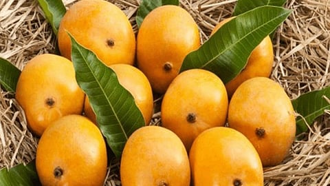 Success Story: सेंद्रियचा गोडवा पोहचला लंडनच्या दारात; वयाच्या ७२ व्या वर्षी आणले यश खेचून