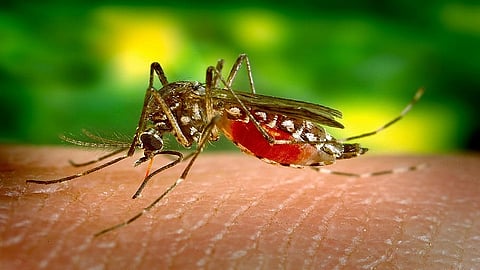 dengue