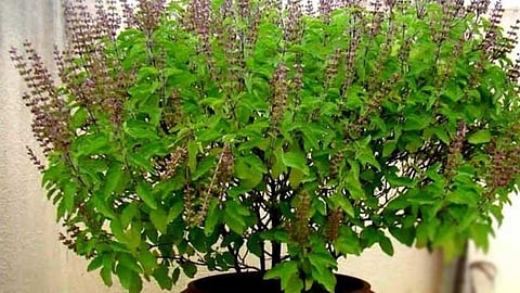 घरीच मिळवा आता ऑक्सिजन; लावा ही झाडे