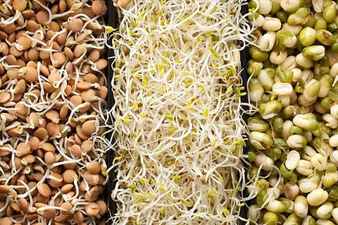 sprouts