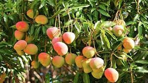 विक्रोळीत हाय वे वर आंब्याची झाडं लावणार