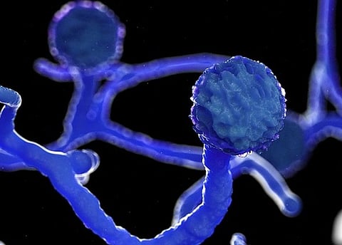 ओलसर वातावरणात फोफावतो म्युकरमायकोसिस; जाणून घ्या कशी घ्यावी काळजी