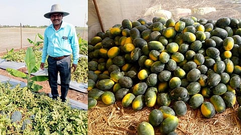 केळीच्या बागेत कलिंगडचे आंतरपीक; एकरी 32 टनाचे विक्रमी उत्पन्न