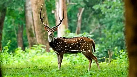 पर्यटनाला जायचंय! मग क्लिक करा ‘महामॅप'