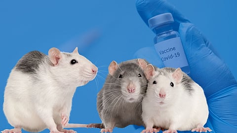 कोरोनावर ‘DNA’ आधारित लस प्रभावी; उंदीर आणि हॅमस्टरवरील प्रयोग यशस्वी