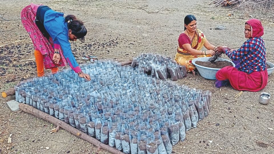 tree planting schemes