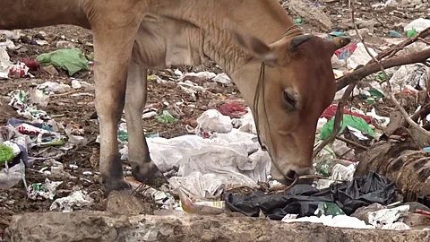 बापरे! गाईच्या पोटातून निघाले तब्बल ८० किलो प्लास्टिक