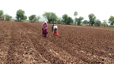 खानदेशात उन्हाळी कपाशी लागवड सुरू..!