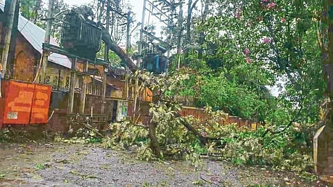 tree colapsed rain in panchgani