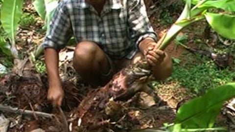 Farmers cheated in banana seedlings