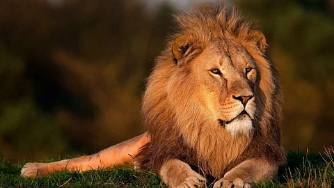 बापरे! कोरोनामुळे झाला सिंहाचा मृत्यू; पर्यावरण मंत्रालयाकडून एडव्हायजरी जारी