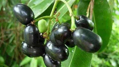 Jamun leaves