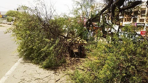 पुणे-नाशिक महामार्गावर झाडाच्या फांद्या कोसळून तीन जण जखमी