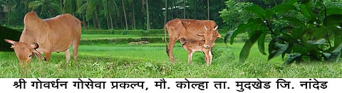 गोवर्धन गोसेवा प्रकल्प