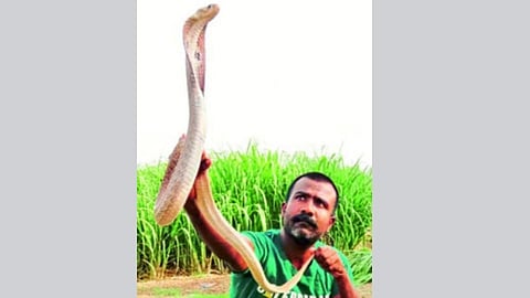 धक्कादायक! चक्क फ्रीजखाली बसला होता नाग, पाहिला अन् बोबडीच वळली