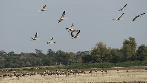 कोरोना विषाणू संसर्गाच्या पार्श्वभूमीवर नांदूरमध्यमेश्वर पक्षी अभयारण्य पर्यटकांसाठी बंद ठेवण्यात आले आहे. हे अभयारण्य पर्यटकांसाठी जरी खुले नसले तरी दरवर्षी अनेक पर्यटक देशातील परदेशी ‘पाहुण्यां‘ना जवळून न्याहाळण्याचा आनंद लुटण्यासाठी येत असतात.