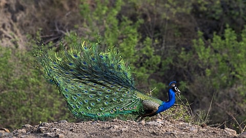 शेतशिवारात बारा मोर आढळले मृतावस्थेत
