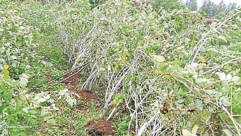 Strawberry Trees