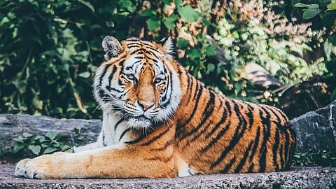 वाघिणीसह दोन वाघांच्या हल्ल्यात इसमाचा मृत्यू